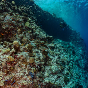 Reef slope with distant diver below sunlit water, Golden Wall, Maldives