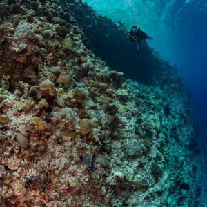 Coral-covered reef slope with diver further along, Golden Wall, Maldives