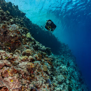 Diver above a reef drop-off, vertical wide angle, Golden Wall, Maldives