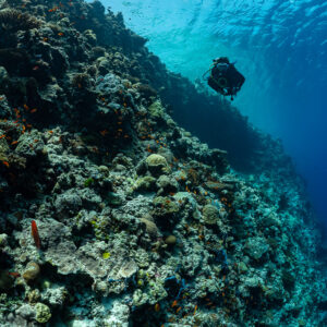 Diver silhouette along a shadowed reef slope, Golden Wall, Maldives