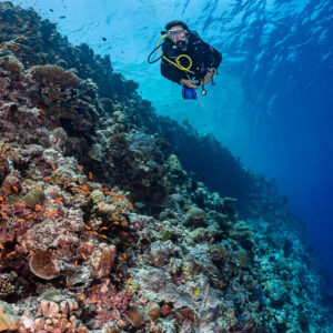 Diver over a colourful reef slope near the surface, Golden Wall, Maldives