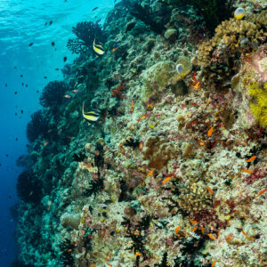 Reef slope with feather stars and reef fish, vertical, Golden Wall, Maldives