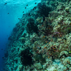 Reef slope with dark feather stars under the surface, Golden Wall, Maldives