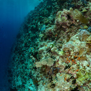 Coral reef slope under sunlight streaming from the surface, Golden Wall, Maldives