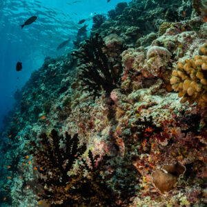 Reef slope with black coral bush and massive corals, Golden Wall, Maldives