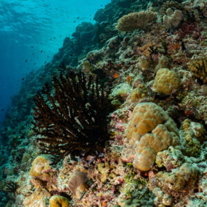 Shallow reef slope with black coral bush and boulder corals, Golden Wall, Maldives