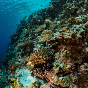 Reef slope with table coral and sunlit surface, vertical, Golden Wall, Maldives