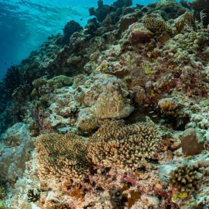 Shallow reef with table and plate corals below the surface, Golden Wall, Maldives