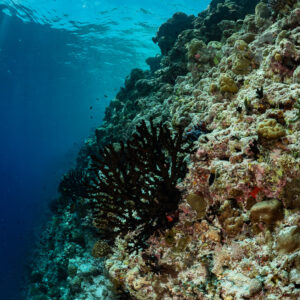 Reef drop-off with black coral and deep blue, vertical, Golden Wall, Maldives