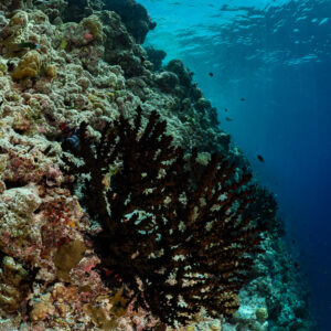 Dark black coral bush on a sunlit reef wall, vertical view, Golden Wall, Maldives
