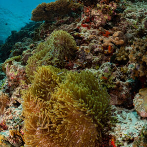 Anémones magnifiques sur un pinacle corallien sous la surface, cadrage vertical, Golden Wall, Maldives