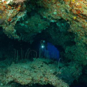 Woman diver with torch inside a dark reef cave with whip corals, Fotteyo Kandu, Maldives