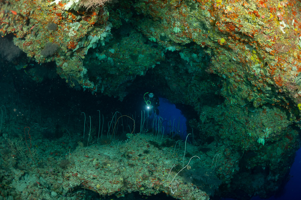 Plongeuse avec phare dans une grotte sombre aux coraux fouets, Fotteyo Kandu, Maldives