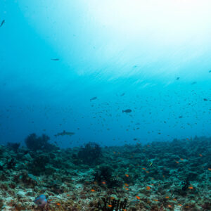 Distant whitetip reef shark over the reef under bright sunburst, Fotteyo Kandu, Maldives