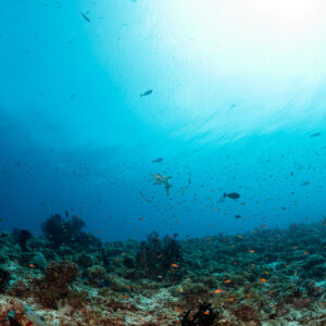 Tiny whitetip reef shark crossing a sunlit reef plateau, Fotteyo Kandu, Maldives