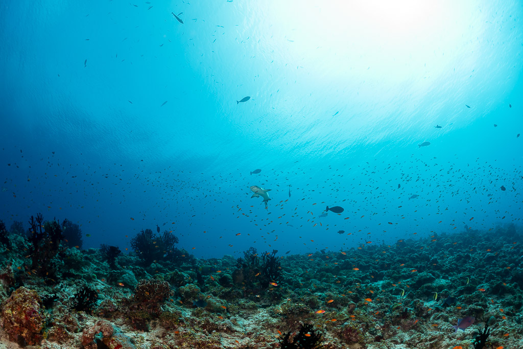 Petit requin à pointes blanches traversant un plateau récifal ensoleillé, Fotteyo Kandu, Maldives