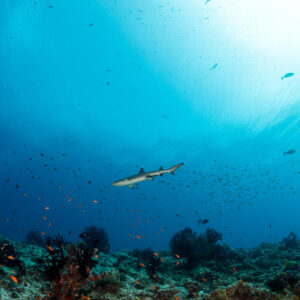 Whitetip reef shark cruising above the reef among small fish, sunlit water, Fotteyo Kandu, Maldives