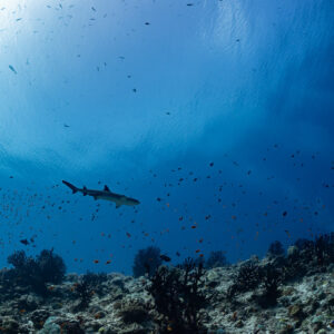Whitetip reef shark swimming over rubble reef in deep blue water, Fotteyo Kandu, Maldives