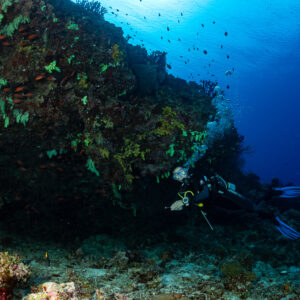 Woman diver exploring an overhang covered with pale soft corals, Fotteyo Kandu, Maldives