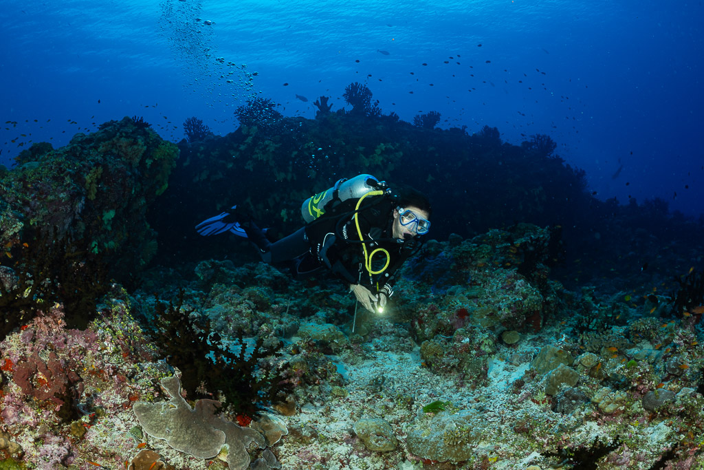 Woman diver gliding over a colourful reef slope with torch, Fotteyo Kandu, Maldives