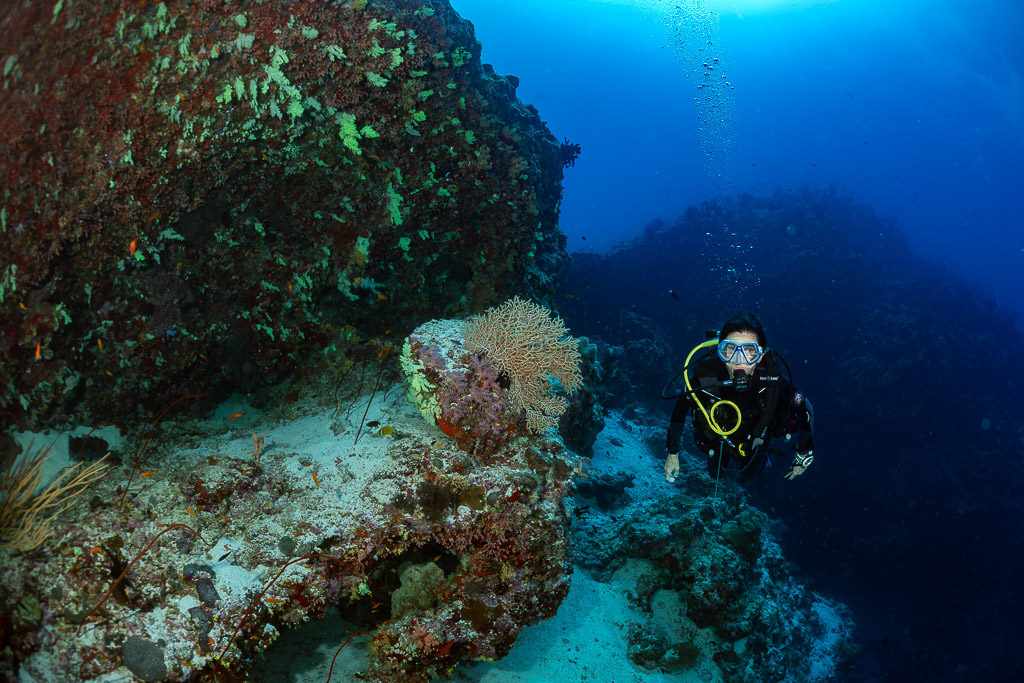 Woman diver between a sea fan boulder and a soft coral rock, Fotteyo Kandu, Maldives