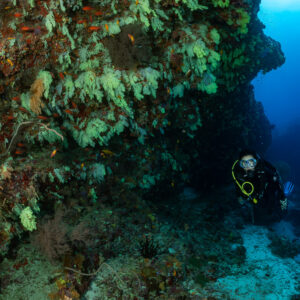 Woman diver at the foot of a large soft coral covered rock, Fotteyo Kandu, Maldives