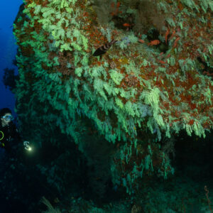 Woman diver with torch under a huge overhang draped in soft corals, Fotteyo Kandu, Maldives