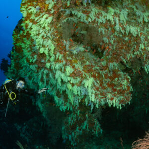 Woman diver pointing beneath a huge soft coral overhang, Fotteyo Kandu, Maldives