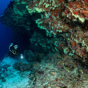 Woman diver below a soft coral overhang in deep blue water, Fotteyo Kandu, Maldives