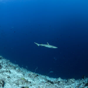 Whitetip reef shark swimming along a sandy channel slope, Fushi Kandu, Maldives