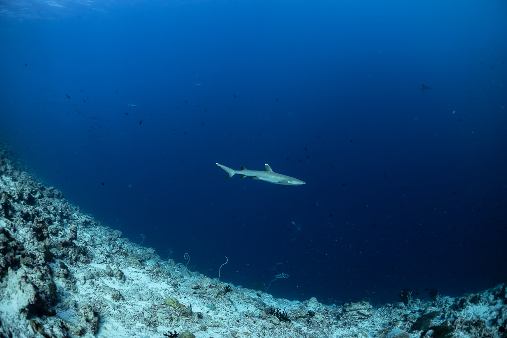 Requin à pointes blanches longeant la pente sableuse d’une passe, Fushi Kandu, Maldives