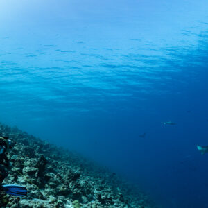 Divers on a reef slope watching grey reef sharks and an eagle ray, Fushi Kandu, Maldives