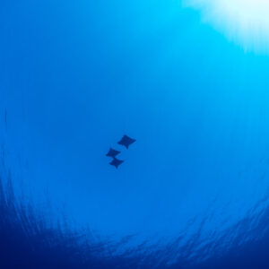 Trois raies aigles en silhouette vues d’en dessous contre la surface, Fushi Kandu, Maldives