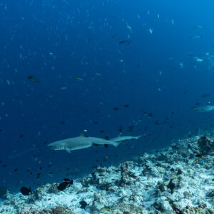 Whitetip reef sharks patrolling a reef slope amid schooling fish, Fushi Kandu, Maldives