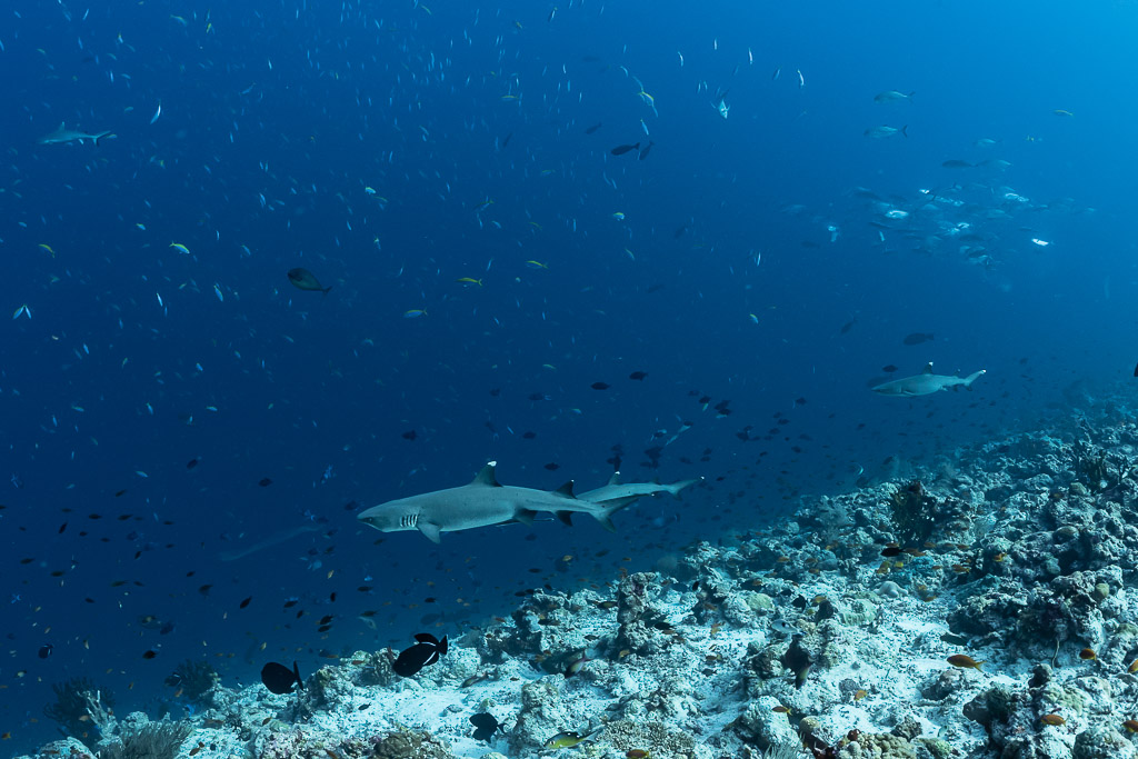 Requins à pointes blanches patrouillant une pente récifale parmi les bancs de poissons, Fushi Kandu, Maldives