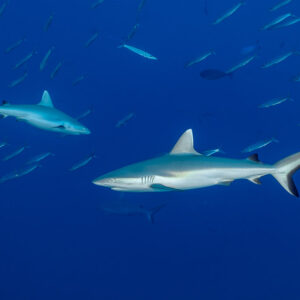 Two grey reef sharks swimming among schooling fusiliers in open blue, Devana Kandu, Maldives