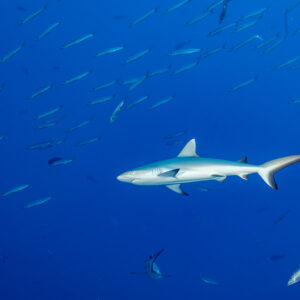 Grey reef shark side view surrounded by a school of fusiliers, Devana Kandu, Maldives
