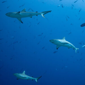 Three grey reef sharks in open blue water, vertical composition, Devana Kandu, Maldives