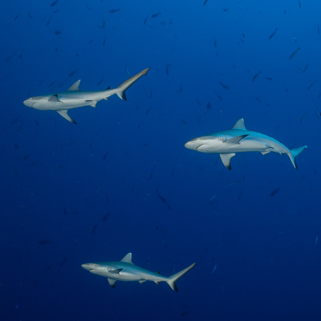Trois requins gris de récif étagés dans le bleu profond, Devana Kandu, Maldives