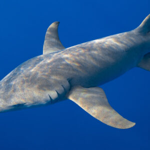 Tawny nurse shark close-up from below in blue water, Alimatha Jetty, Maldives
