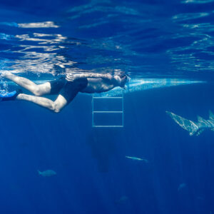 Snorkeler swimming at the surface near a tawny nurse shark by the boat ladder, Alimatha Jetty, Maldives