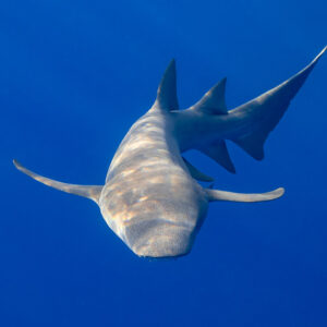 Tawny nurse shark seen from below with spread pectoral fins, Alimatha Jetty, Maldives