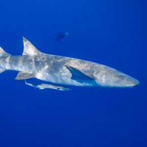 Tawny nurse shark side view with a remora in blue water, Alimatha Jetty, Maldives