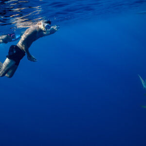 Snorkeler swimming at the surface as a nurse shark passes below, Alimatha Jetty, Maldives