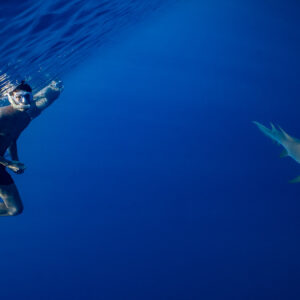 Snorkeler treading water facing a nurse shark in deep blue, Alimatha Jetty, Maldives