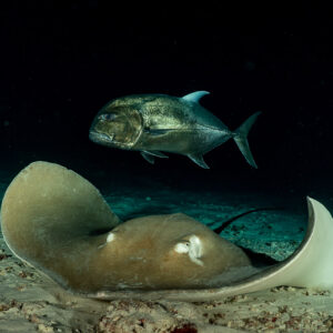 Stingray on sand at night with a giant trevally hovering above, Alimatha Jetty, Maldives