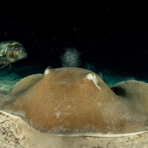 Stingray stirring sand at night as a giant trevally approaches, Alimatha Jetty, Maldives