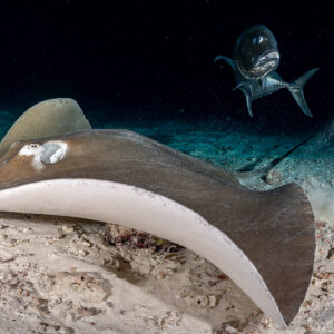 Stingray lifting its wing at night with a giant trevally head-on, Alimatha Jetty, Maldives
