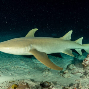 Tawny nurse shark gliding over sandy bottom at night, Alimatha Jetty, Maldives