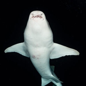 Tawny nurse shark belly view from below at night, vertical, Alimatha Jetty, Maldives
